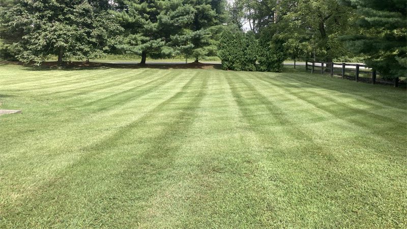 Lawn Care & Maintenance